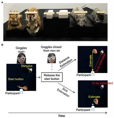 The Influence of Induced Emotions on Distance and Size Perception and on the Grip Scaling During Grasping